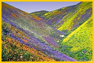 Valley of Flowers, Valley of Flowers National Park